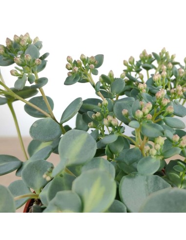 Pilarica o Sedum Sieboldii (test 10,5 cm ø)
