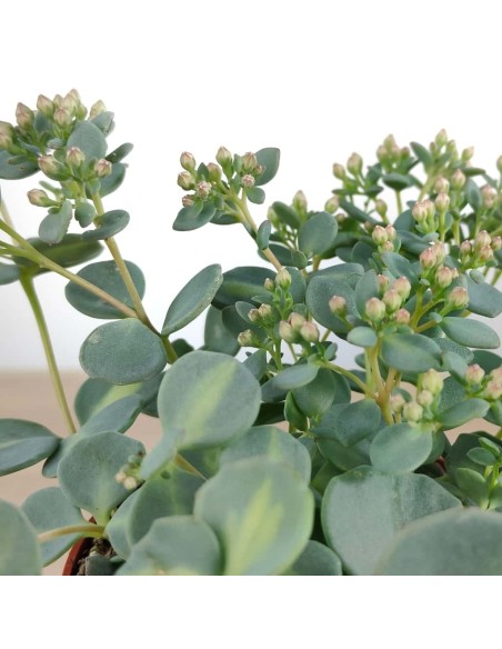 Pilarica o Sedum Sieboldii (test 10,5 cm ø)