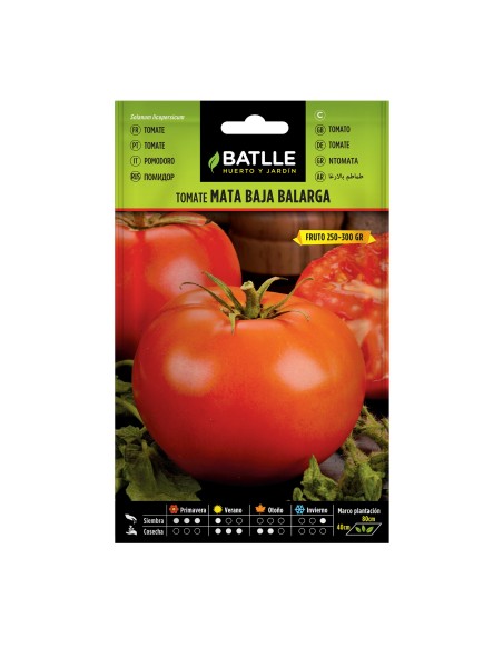 Semente de tomate Balarga
