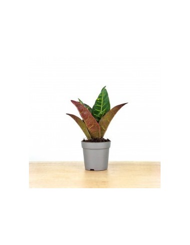 Croton Petra