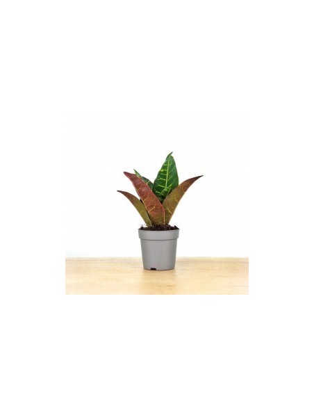 Croton Petra