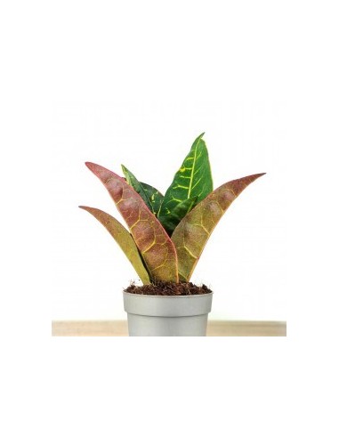 Croton Petra