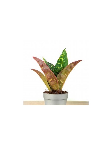Croton Petra