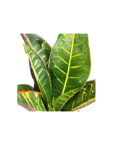 Croton Petra