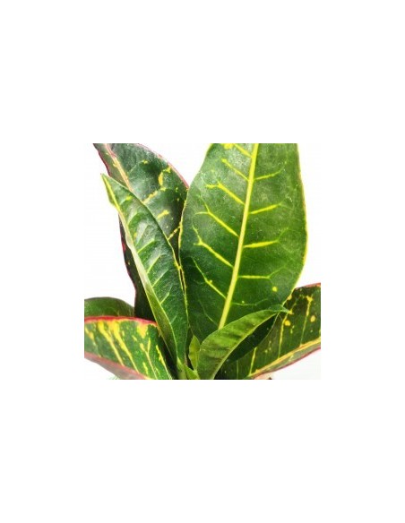 Croton Petra