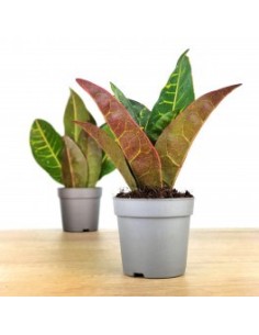 Croton Petra 2