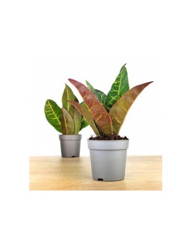Croton Petra