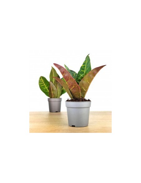 Croton Petra