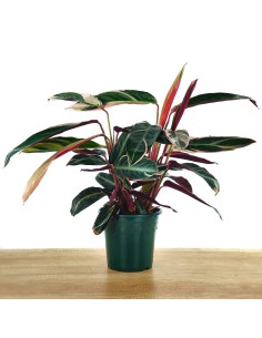 Calathea Triostar