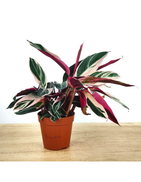 Calathea Triostar