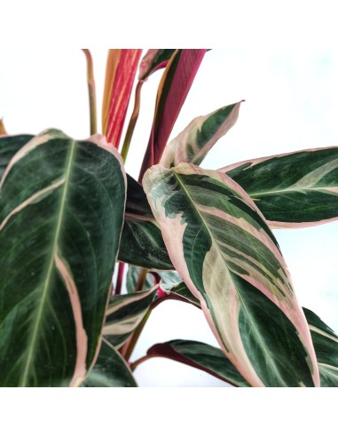 Calathea Triostar