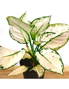 Aglaonema White Joy (test 12 cm  Ø) 2