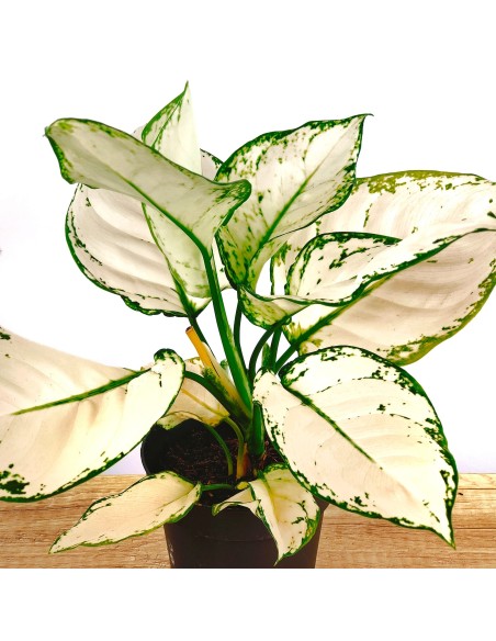 Aglaonema White Joy (pot 12 cm Ø)