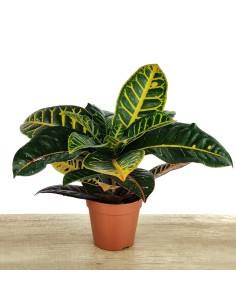 Croton Petra