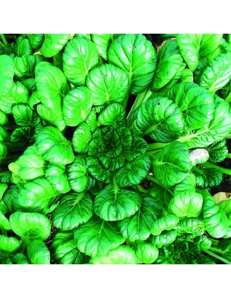 Graines de Tatsoi