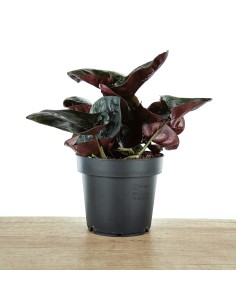 Syngonium Arrow (maceta de 12 cm ø) 2