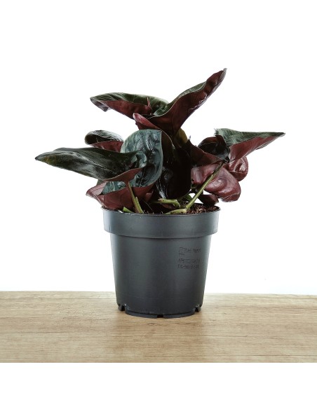 Syngonium Arrow (maceta de 12 cm ø)