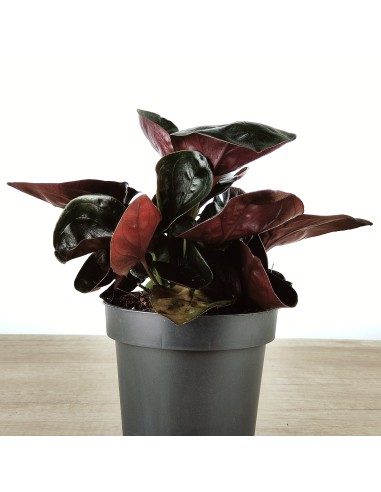 Syngonium Arrow (maceta de 12 cm ø)