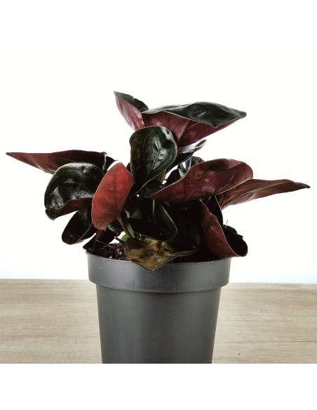 Syngonium Arrow (maceta de 12 cm ø)