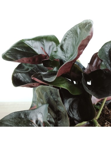 Syngonium Arrow (maceta de 12 cm ø)