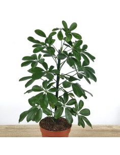 Schefflera 2