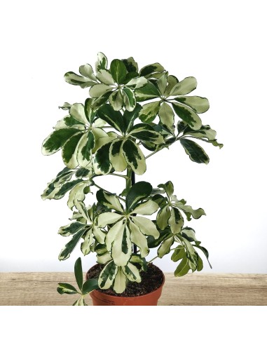 Schefflera o cheflera
