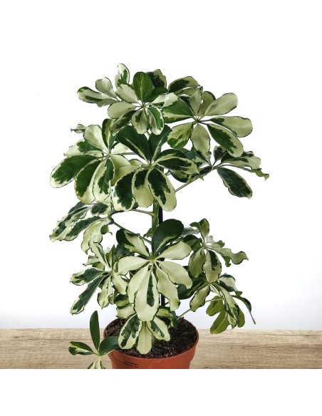 Schefflera