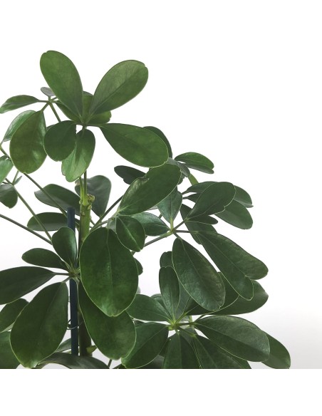 Schefflera ou cheflera