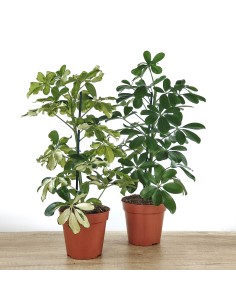 Schefflera o cheflera