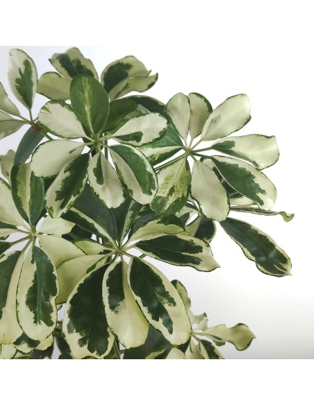 Schefflera