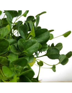 Falkia repens (maceta 13 cm ø) 2