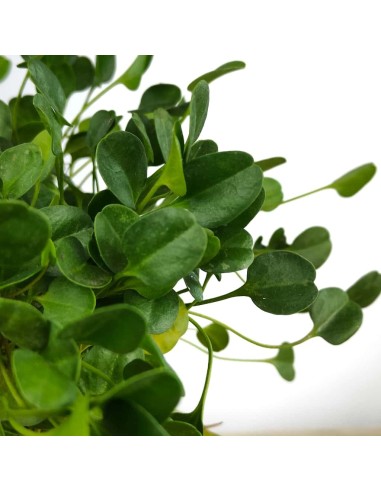 Falkia repens (vaso 13 cm ø)