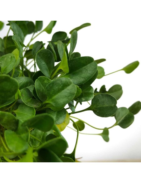 Falkia repens (vaso 13 cm ø)