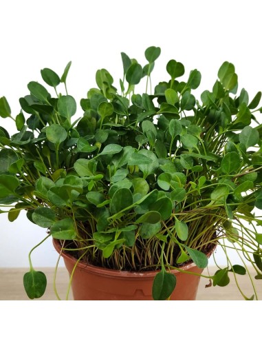 Falkia repens (vaso 13 cm ø)