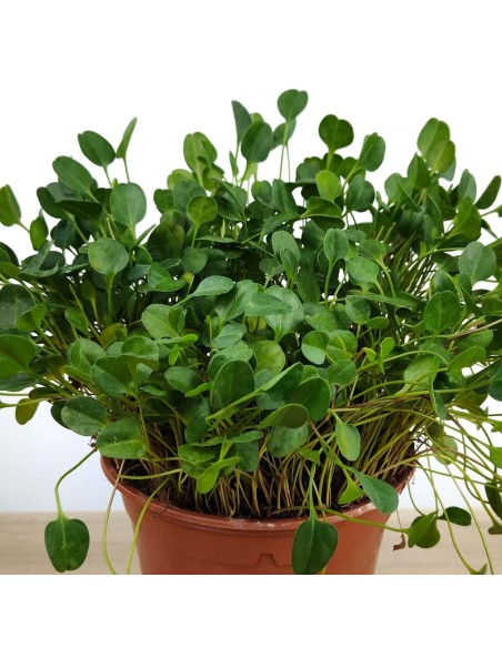 Falkia repens (vaso 13 cm ø)