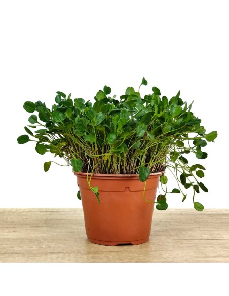 Falkia repens (vaso 13 cm ø)