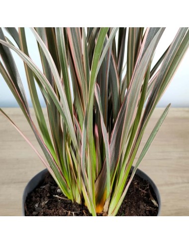 Phormium sundowner (pot 17 cm ø)