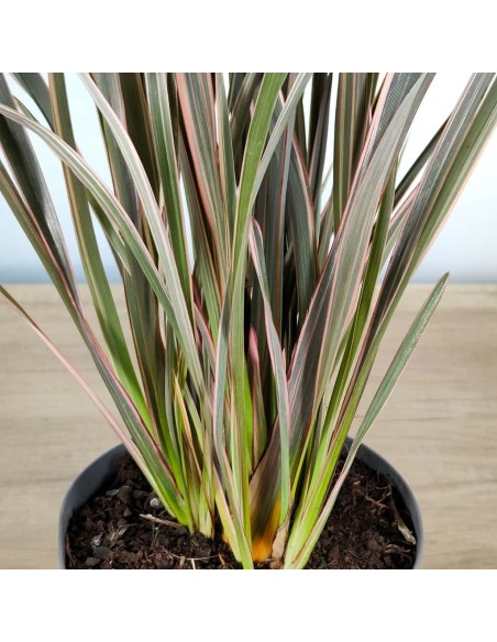 Phormium sundowner (pot 17 cm ø)