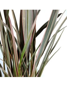 Phormium sundowner (maceta 17 cm ø) 2