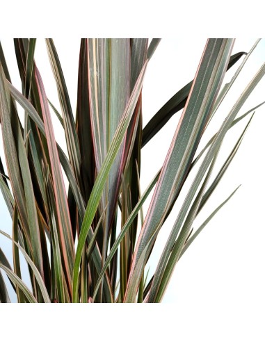 Phormium sundowner (pot 17 cm ø)