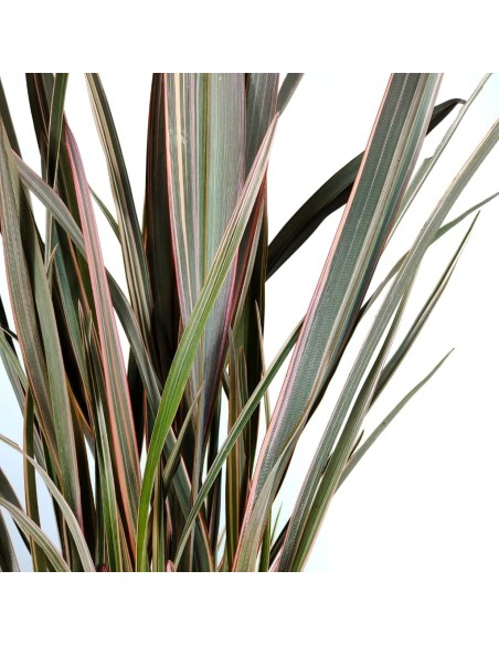 Phormium sundowner (pot 17 cm ø)
