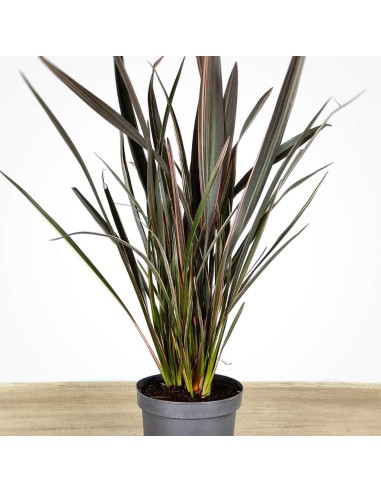 Phormium sundowner (pot 17 cm ø)