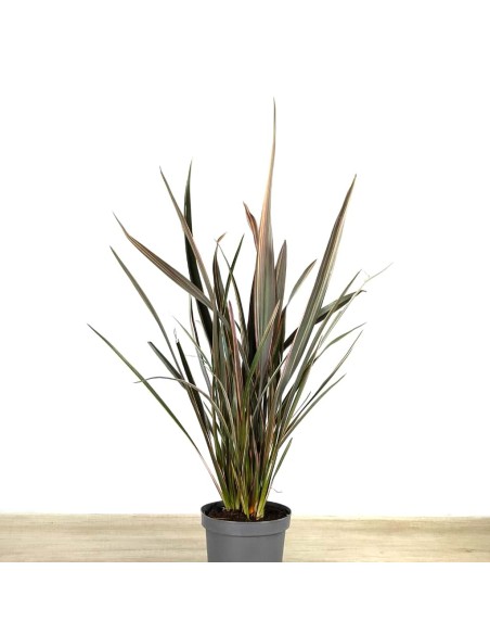 Phormium sundowner (pot 17 cm ø)