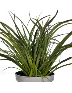 Phormium Surfer green (pot 17 cm ø) 2