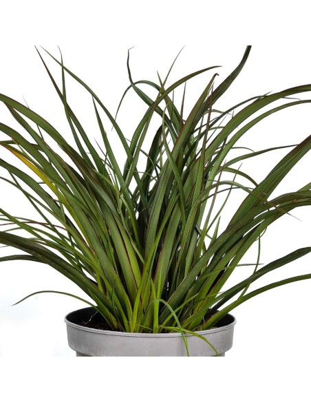 Phormium Surfer green (pot 17 cm ø)