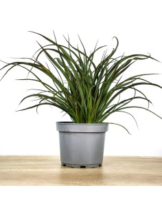 Phormium Surfer green (pot 17 cm ø)