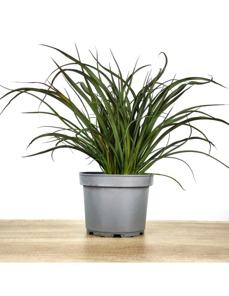 Phormium Surfer green (pot 17 cm ø)