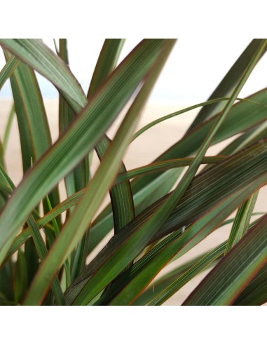 Phormium Surfer green (test 17 cm ø)