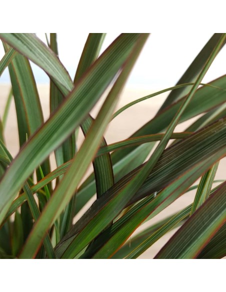 Phormium Surfer green (test 17 cm ø)