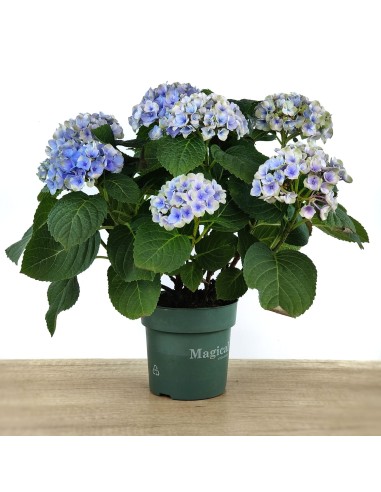 Compre hortênsia por € 19,95 em Germigarden